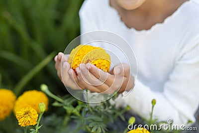 Hand of a girl touch flower Stock Photo