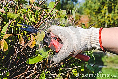Hand in a glove with garden scissors trimming a bush Stock Photo