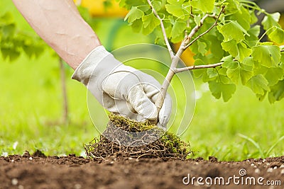 Hand with glove Planting Small Tree with roots Stock Photo