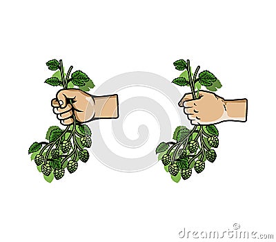 Hand Grab Bunch of Hops Vector Illustration