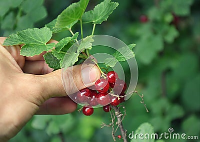 Hand grasping at ripe redcurrants Stock Photo