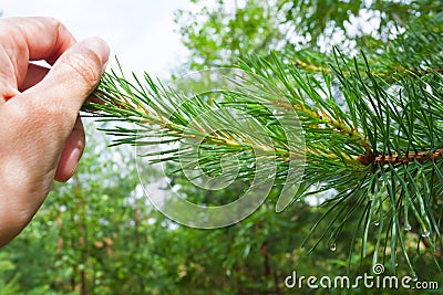 Hand with green pine needles close up on gray sky background. Stock Photo