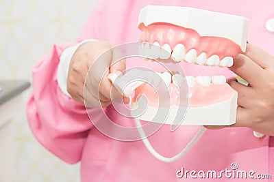Hand hold dental study model Stock Photo