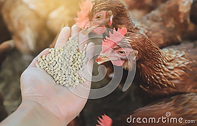 Hand hold food for feed chicken Stock Photo