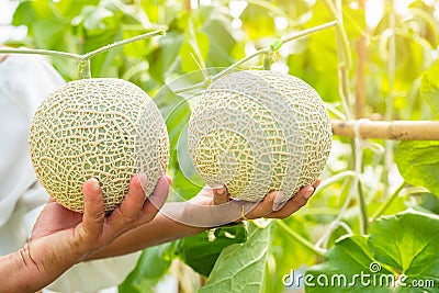 Hand hold Fresh melon or Cantaloup melon growing in greenhouse f Stock Photo