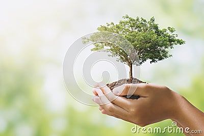 hand holdig big tree growing on green background. eco earth day concept Stock Photo