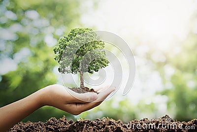 hand holdig big tree growing on green background. eco earth day concept Stock Photo
