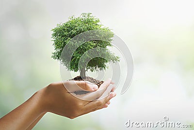 hand holdig big tree growing on green background. eco earth day concept Stock Photo