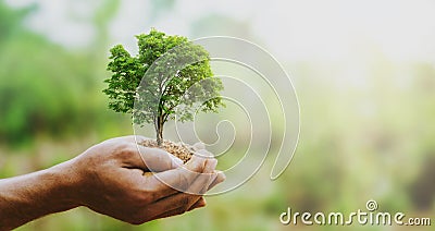 hand holdig big tree growing on green background with sunshine Stock Photo