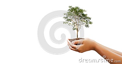 hand holdig big tree growing on white background. eco earth day concept Stock Photo