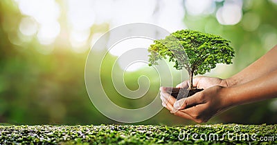 hand holdig plant growing on green background with sunshine Stock Photo