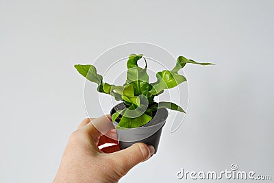 Hand holding asplenium crispy wave house plant in grey pot Stock Photo