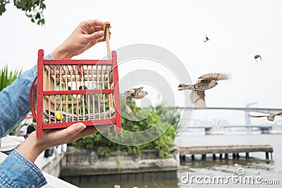 Hand holding a bird cage for liberation. Stock Photo