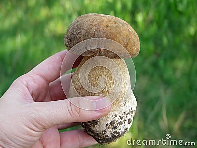 A hand holding Boletus mushroom Stock Photo