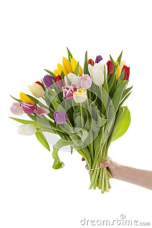 Hand holding bouquet of colorful Dutch tulips Stock Photo