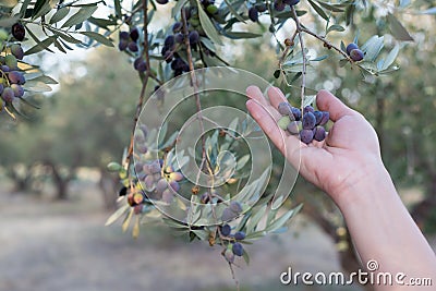Hand holding a branch of ripe olives Stock Photo