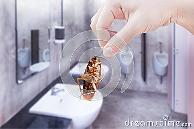 Hand holding brown cockroach on public toilet background, eliminate cockroach in toilet, Cockroaches as carriers of disease Stock Photo