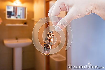 Hand holding brown cockroach on toilet background, eliminate cockroach in toilet, Cockroaches as carriers of disease Stock Photo