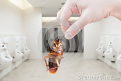 Hand holding brown cockroach on toilet background, eliminate cockroach in toilet, Cockroaches carriers of disease Stock Photo