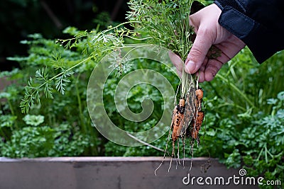 Bunch of baby carrots harvested from the garden Stock Photo