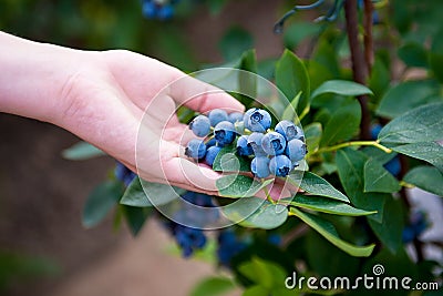 Hand holding bunch of blueberries.Blueberry bush. Northern highbush blueberry. Stock Photo