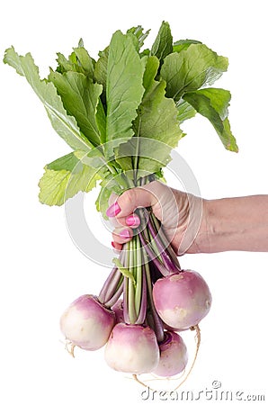 Hand holding a bunch of fresh turnips Stock Photo