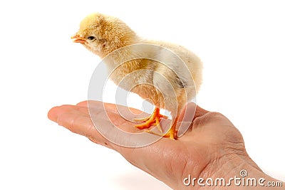 Hand holding a chicken, isolated on a white background Stock Photo