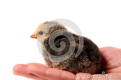 Hand holding a chicken, isolated on a white background Stock Photo