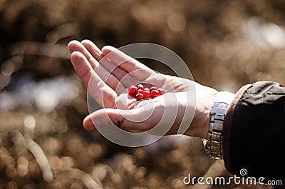 Hand holding cranberries Stock Photo