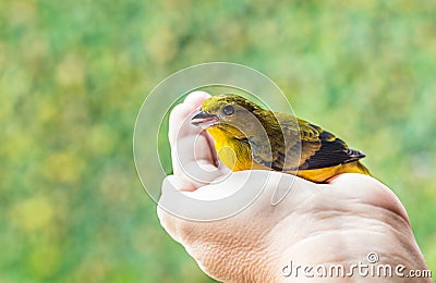 Hand holding a cute singing domestic canary bird Stock Photo