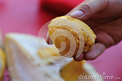 Fresh Durain Fruit Stock Photo