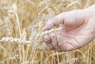 Hand Holding Ear of Ripe Wheat (Triticum). Stock Photo