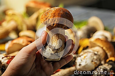 Hand holding an edible porcini mushroom. Autumn scene. Natural organic vegetarian food Stock Photo