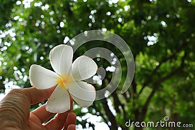 Fallen plumeria flower in hand Stock Photo
