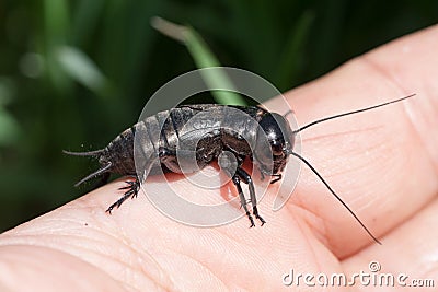 Hand holding field cricket outdoors. Gryllus campestris Stock Photo