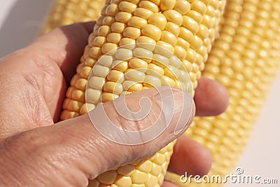 Hand holding fresh corncob with corncobs in the background Stock Photo