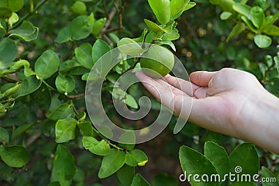 Hand holding fresh lemon from tree branch, harvest agriculture concept Stock Photo