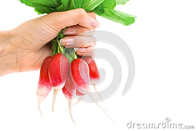 Hand holding fresh red radish isolated on white Stock Photo