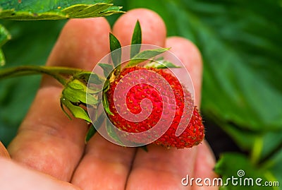 Hand holding a fresh ripe organically grown strawberry, Agriculture and gardening background Stock Photo