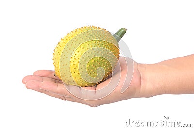 Hand holding Gac fruit, Baby Jackfruit Stock Photo