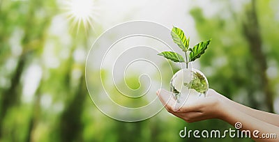 hand holding glass globe ball with tree growing and green nature blur background. eco concept Stock Photo