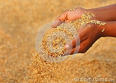 Hand holding golden paddy seeds Stock Photo