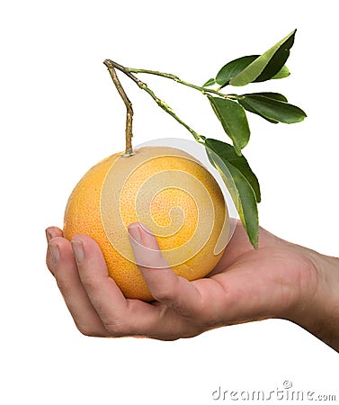 Hand holding a grapefruit Stock Photo