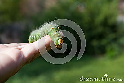 Hand holding green caterpillar/ Imperial moth caterpillar on sit Stock Photo