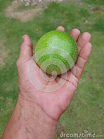 Hand holding a green colour fruit on green grass background Stock Photo