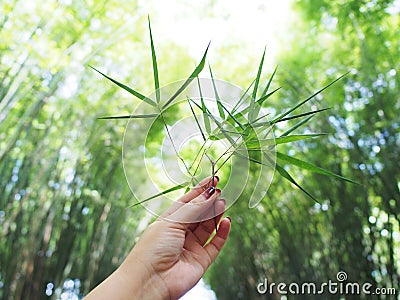 Hand holding green leaves over bammboo tree background. Stock Photo