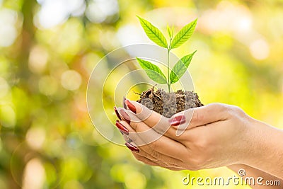 Hand holding green plant growing on soil over nature ,ecology background Stock Photo