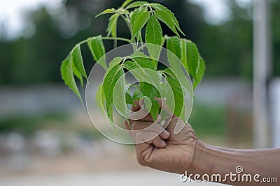 The hand is holding a green tree. Behind the natural image Stock Photo