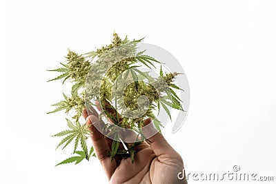 Hand holding Hemp flowers. high resolution, Isolated on White Background. Stock Photo