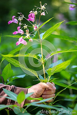 Hand holding a impatiens Balsaminaceae plant Stock Photo